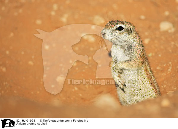 African ground squirell / HJ-01954