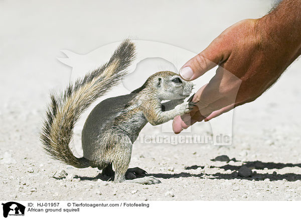 Afrikanisches Borstenhrnchen / African ground squirell / HJ-01957