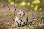 african ground squirrel