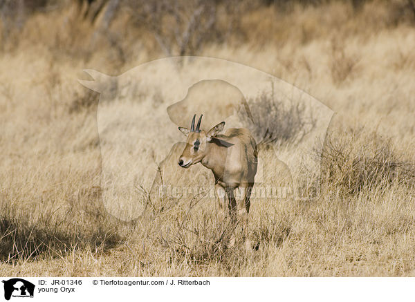 young Oryx / JR-01346