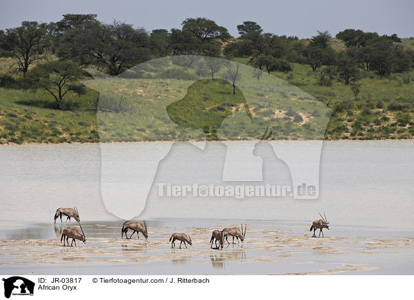 Oryxantilopen / African Oryx / JR-03817