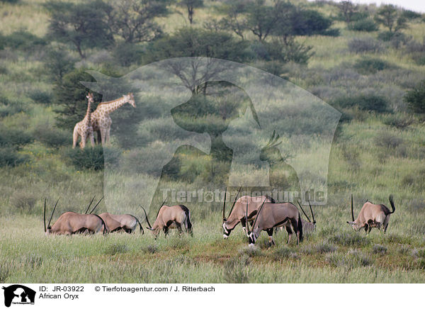 Oryxantilopen / African Oryx / JR-03922