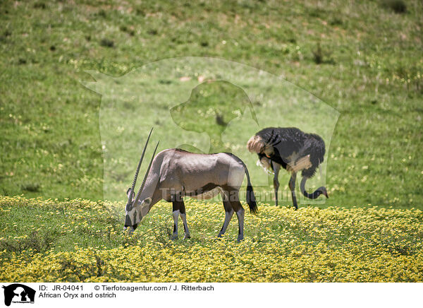 African Oryx and ostrich / JR-04041