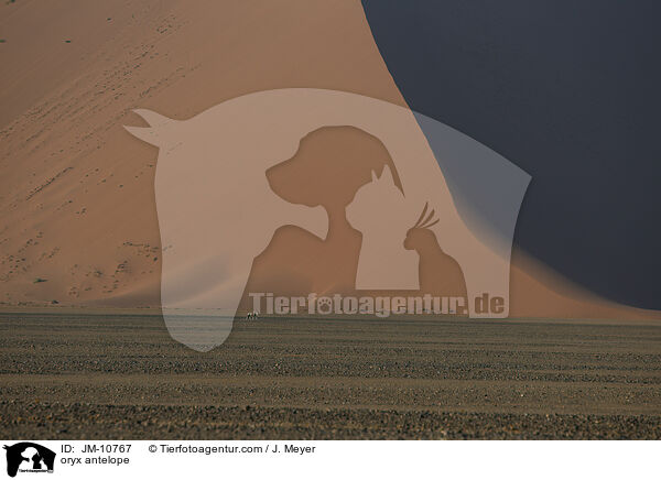 Oryxantilope / oryx antelope / JM-10767