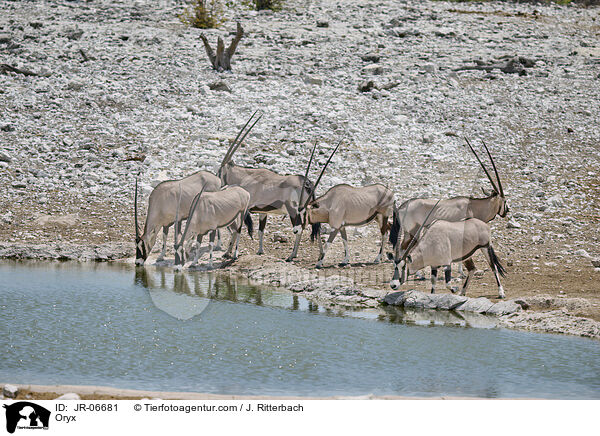 Oryxantilope / Oryx / JR-06681