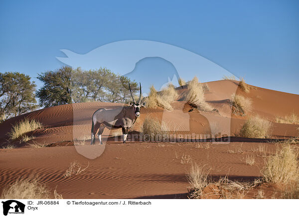 Oryxantilope / Oryx / JR-06884