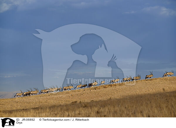 Oryx / JR-06892
