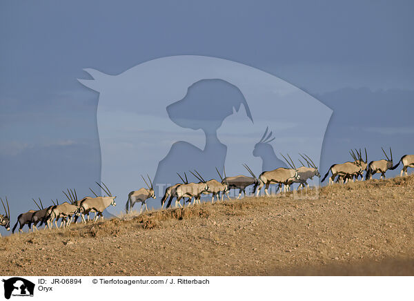 Oryxantilopen / Oryx / JR-06894