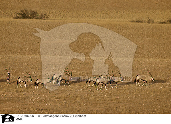 Oryxantilopen / Oryx / JR-06896