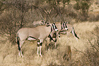 Oryx