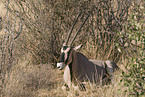 Oryx
