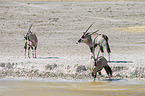 Oryx