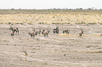 Oryx