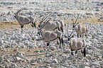 Oryx