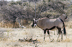 Oryx