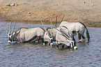 Oryx