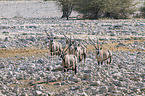 Oryx