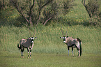 African Oryx