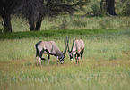 African Oryx