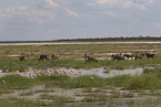 oryx antelopes