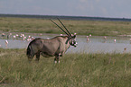 oryx antelope