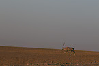 oryx antelope