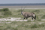 oryx