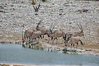 Oryx