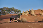 Oryx