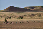 Oryx