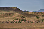 Oryx