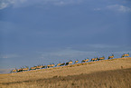 Oryx