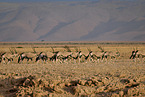Oryx
