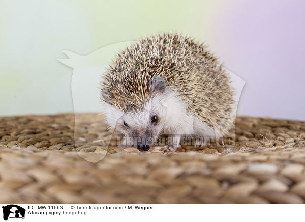 African pygmy hedgehog / MW-11663