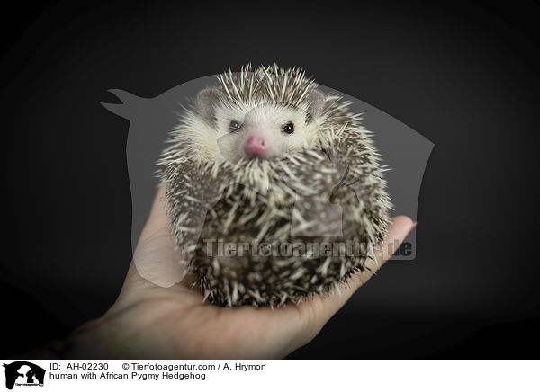 Mensch mit Afrikanischer Weibauchigel / human with African Pygmy Hedgehog / AH-02230