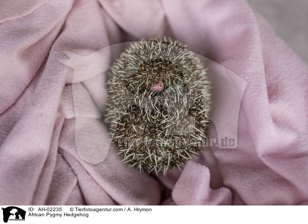 Afrikanischer Weibauchigel / African Pygmy Hedgehog / AH-02235