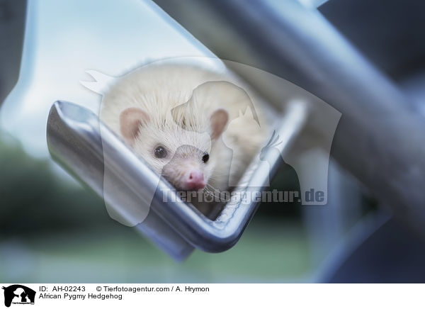 Afrikanischer Weibauchigel / African Pygmy Hedgehog / AH-02243