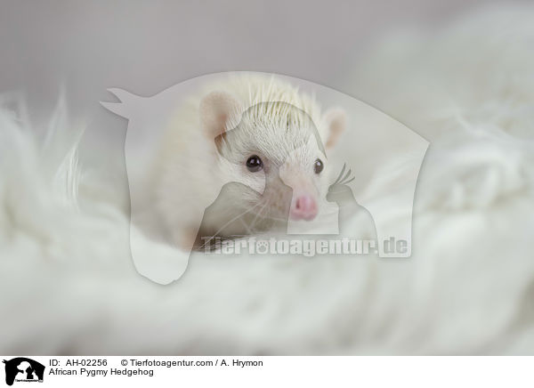 Afrikanischer Weibauchigel / African Pygmy Hedgehog / AH-02256