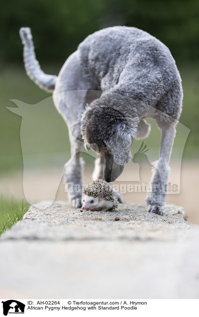Afrikanischer Weibauchigel mit Kleinpudel / African Pygmy Hedgehog with Standard Poodle / AH-02264