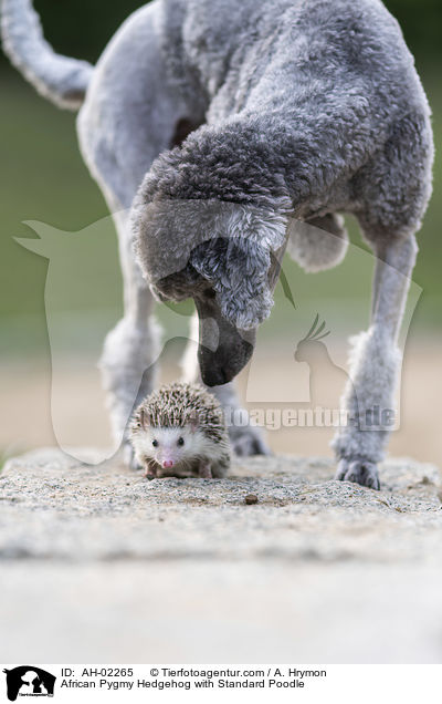 African Pygmy Hedgehog with Standard Poodle / AH-02265