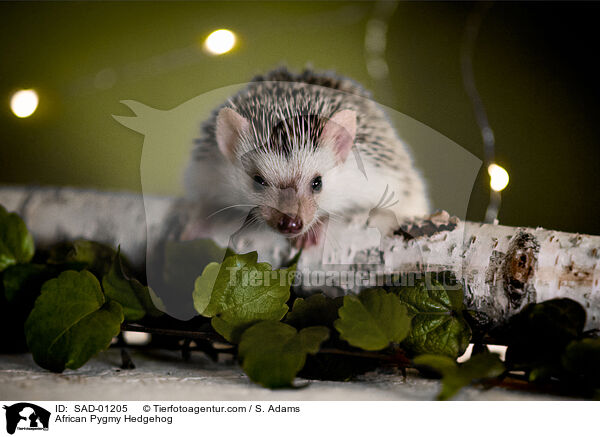 Afrikanischer Weibauchigel / African Pygmy Hedgehog / SAD-01205