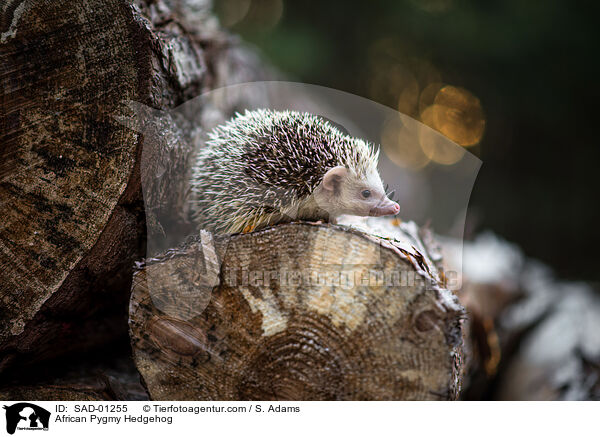 Afrikanischer Weißbauchigel / African Pygmy Hedgehog / SAD-01255
