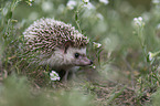 African Pygmy Hedgehog