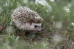 African Pygmy Hedgehog