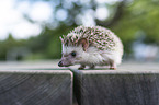African Pygmy Hedgehog