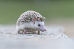African Pygmy Hedgehog