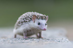African Pygmy Hedgehog