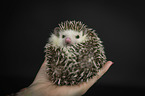 human with African Pygmy Hedgehog