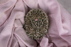 African Pygmy Hedgehog