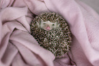 African Pygmy Hedgehog